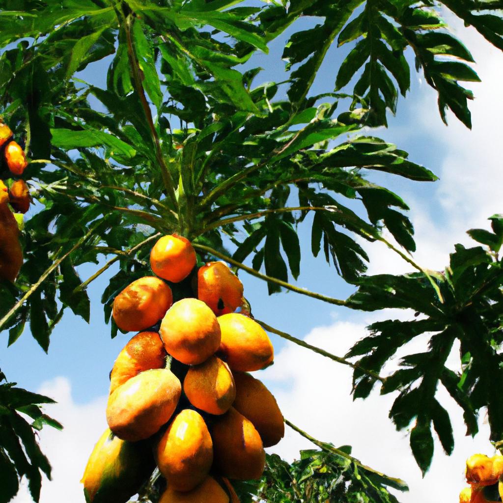 Aspectos Únicos da Produção de Manga em Clima Tropical