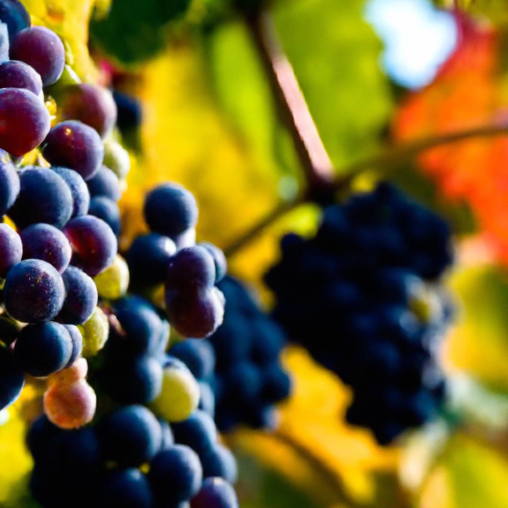 O Segredo dos Terroirs Uva para Vinhos de Qualidade